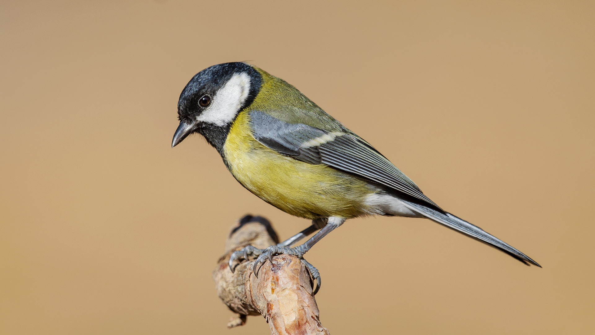 Great Tit